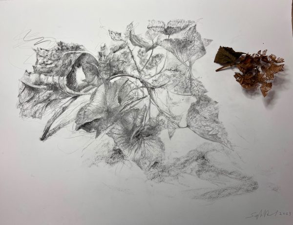 Dessin « Nature vivante » VI - 2023